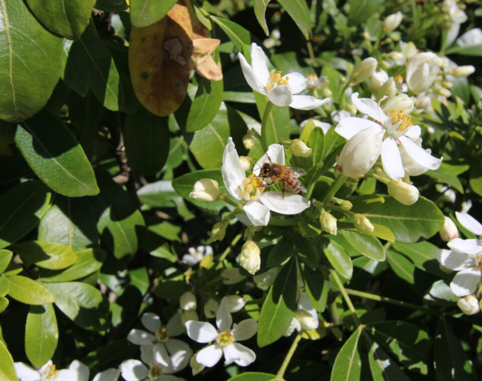 durable-abeille au soleil, une abeille butine la fleur parfumée d'un arbuste. L'écosystème est préservé par la gestion écoresponsable du jardin.